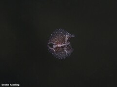 Thysanozoon brocchii