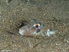 Sphoeroides marmoratus