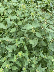 Galeopsis