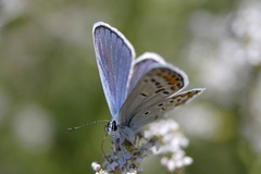 Plebejus
