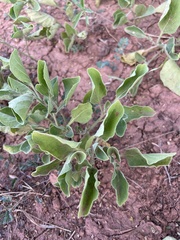 Physalis cinerascens