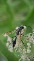 Isodontia