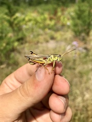Melanoplus bivittatus