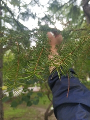 Larix