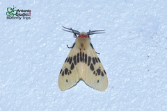 Lemyra ypsilon