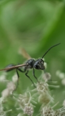 Isodontia