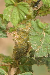Aphis