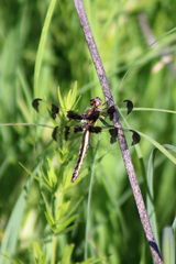 Libellula pulchella