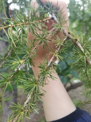 Larix