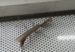 Mantodea