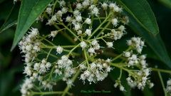 Baccharis latifolia