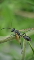 Isodontia