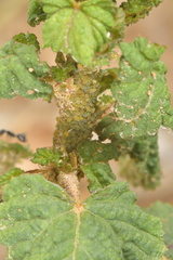 Aphis