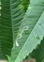 Stigmella intermedia