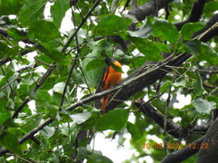 Pericrocotus flammeus