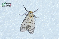 Ammatho syntypicoida