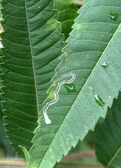 Stigmella intermedia