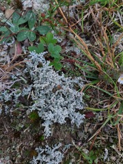 Stereocaulon saxatile