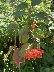 Viburnum opulus americanum