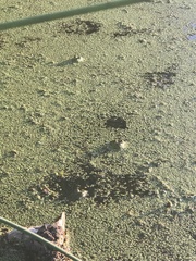 Lithobates clamitans