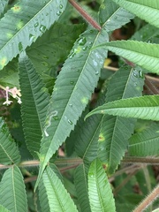 Stigmella intermedia