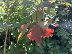 Viburnum opulus americanum