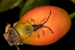 Gonocerus acuteangulatus