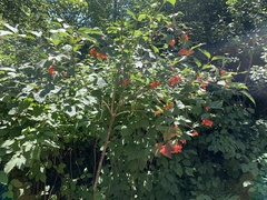 Viburnum opulus americanum