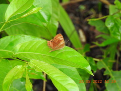 Abisara bifasciata