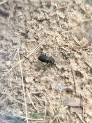 Cicindela longilabris