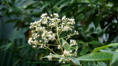 Baccharis latifolia