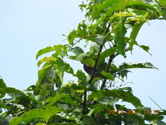 Pycnonotus cafer