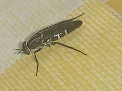 Orthorrhapha