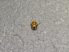 Hippodamia tredecimpunctata