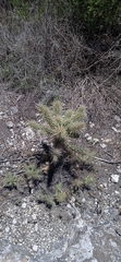Cylindropuntia