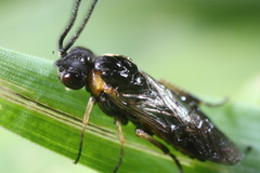 Schizocerella pilicornis