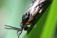 Schizocerella pilicornis