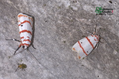 Cyana perornata