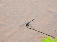 Trithemis festiva