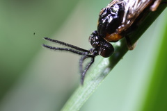 Schizocerella pilicornis