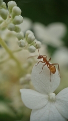 Formica pallidefulva