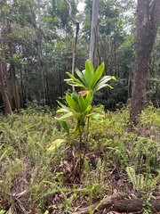Cordyline fruticosa