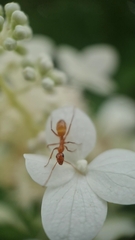 Formica pallidefulva