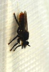 Laphria