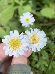 Tanacetum parthenium