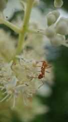Formica pallidefulva