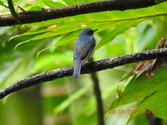 Cyornis tickelliae