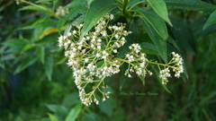 Baccharis latifolia