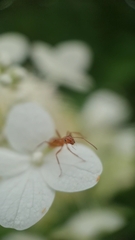 Formica pallidefulva