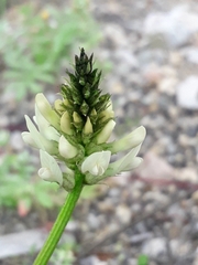 Astragalus inopinatus